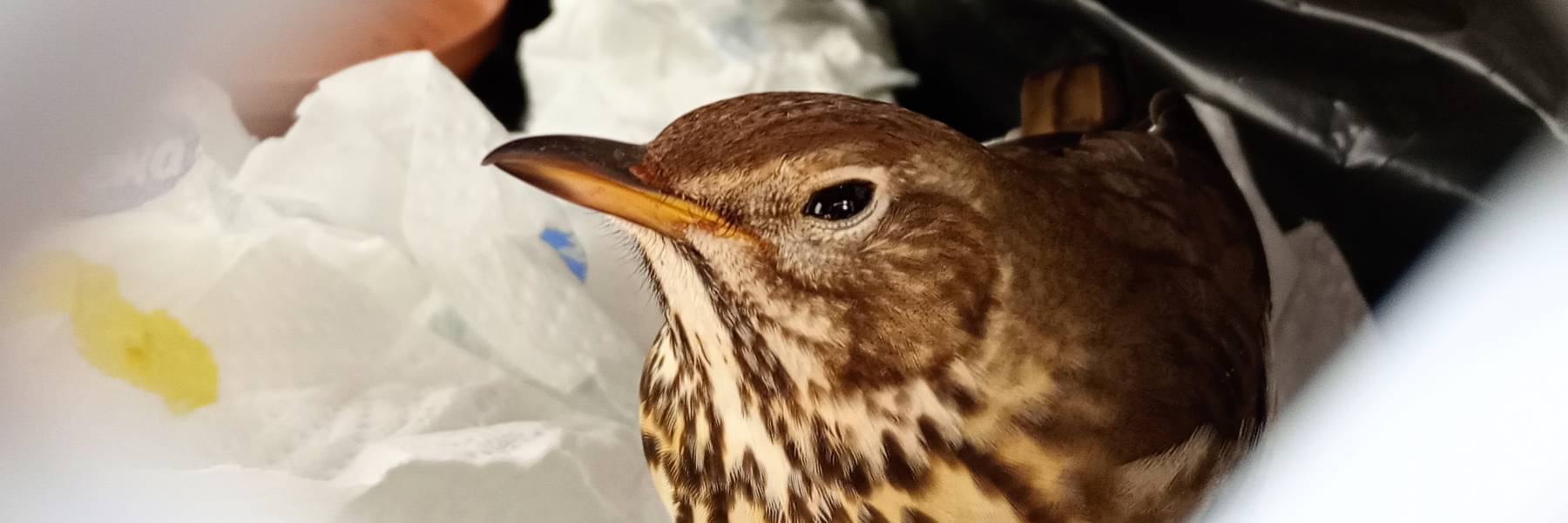 Eine verletzte Singdrossel sitz in einer Transportbox